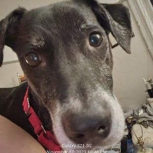 Meet your Posher, Posh